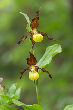 lady's slipper orchid, Cypripedium calceolusの写真素材