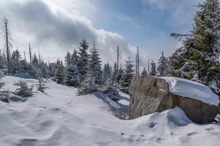 Snow in the mountain forestの写真素材