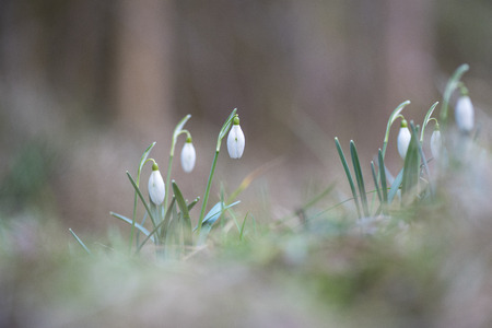 Galanthus, snowdropの写真素材