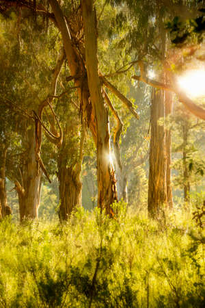 Beautiful dreamy forrest in Tenerifeの写真素材