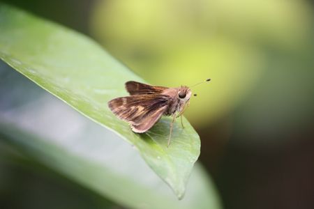 Little brown butterfly on a green leafの写真素材