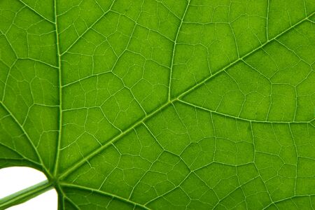 Macro shot of a green leaf with clear detail.の写真素材