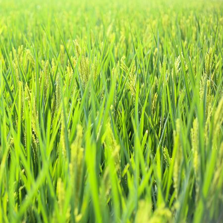 Green rice field background 