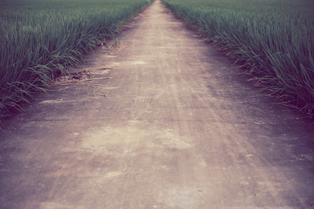 The straight way in green farm rice field.の写真素材