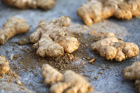Closeup shot of fresh ginger with mud on the ground.