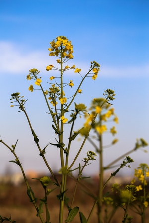 Close up of rape flower in the filed.の写真素材