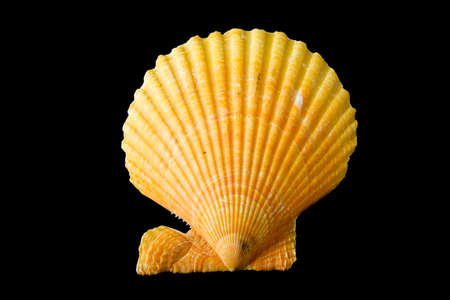 seashell is isolated on black background.