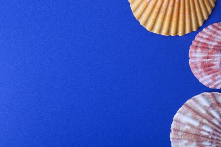blue background with three Seashells aside.の写真素材