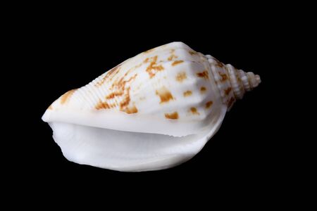 seashell is isolated on black background.の写真素材
