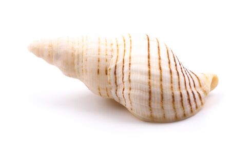 seashell is isolated on white background.