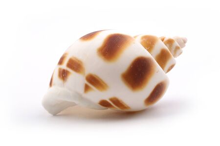seashell is isolated on white background.