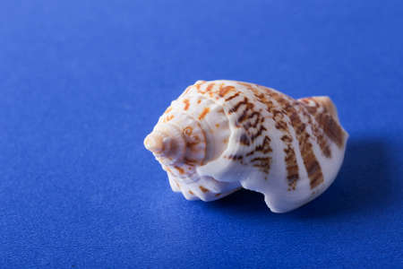 Seashell is isolated on blue background.