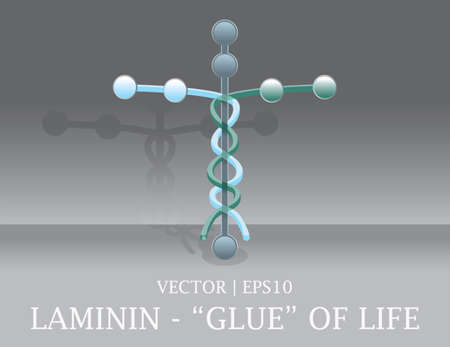 Laminin cell the glue of human life Christian Bible cross のイラスト素材
