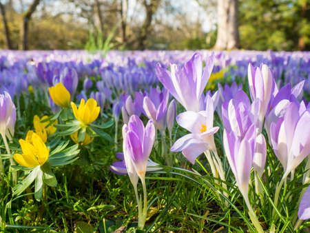 Violet Flowers in Cologne, Germany, first flowers in spring