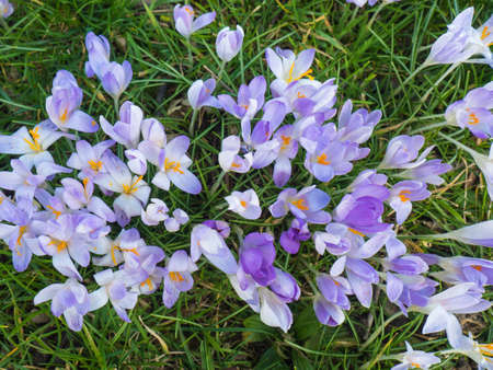 Violet Flowers in Cologne, Germany, first flowers in spring