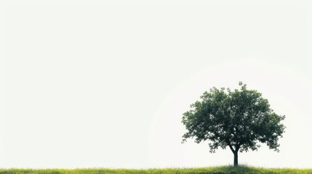 Single tree in a meadow on a white background with copy spaceの素材