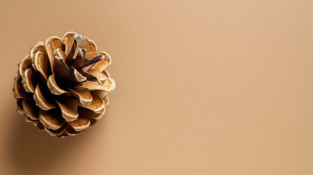 Pine cone on a beige background, top view, copy spaceの素材