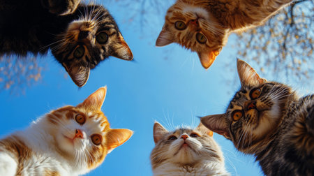 Group of cats looking up in the sky. Selective focus.の素材