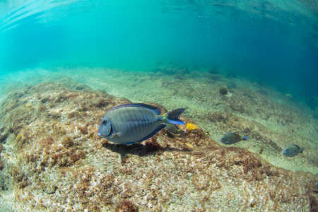 Common fish underwater at Fernando de Noronha Brazil