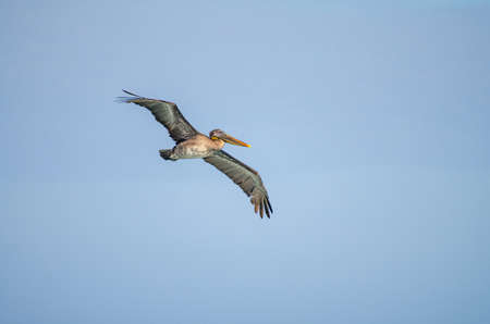 Brown Pelican Flying in the Sky at San Cristobal in the Galapagos Islands Ecuadorの写真素材