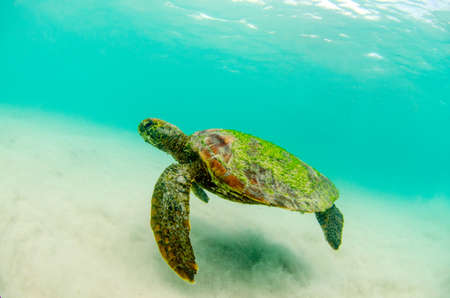 Green turtle swimming underwater at San Cristobal in the Galapagos Islands Ecuadorの写真素材