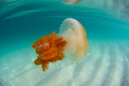 Closeup shot of a jellyfish in clear waters at Campeche Island in Florianopolis Brazilの写真素材