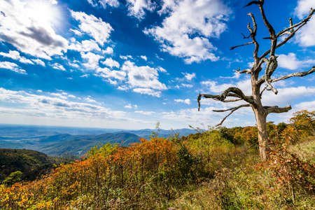Colorful Leaves in Shenandoah National Park During high Fall Color in Virginaの写真素材