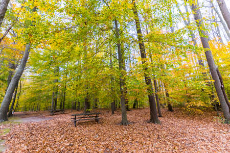 Autumn Trees Lake Side on Wye Island in Baltimore, Marylandの写真素材