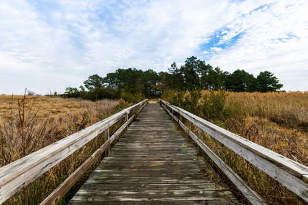 Assateague Island, Maryland during a Warm Fall Dayの写真素材