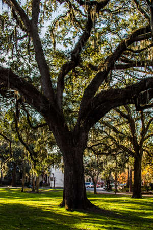 A Warm day at Forsyth Park in Savannah, Georgia Shaded by Magnolia Treesの写真素材