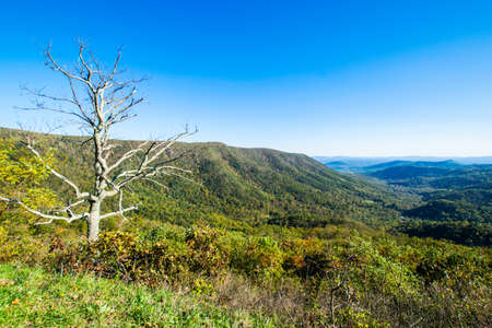 Colorful Leaves in Shenandoah National Park During high Fall Color in Virginaの写真素材