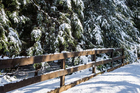 Snow laying on the branches of Pines in Shrewsbury, Pennsylvaniaの写真素材