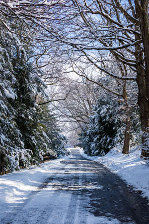 Snow laying on the branches of Pines in Shrewsbury, Pennsylvania