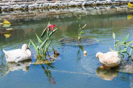 Scenic Area in Carrol Creek Promenade in  Frederick, Marylandの写真素材