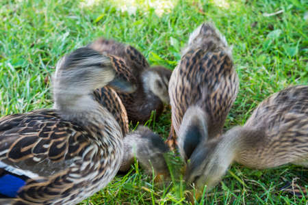 Hiking Area in Baker Park in  Frederick, Marylandの写真素材