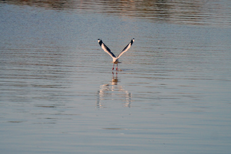 GAVIOTA DE RIOの写真素材