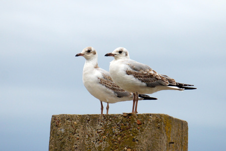 GAVIOTAS DE RIOの写真素材
