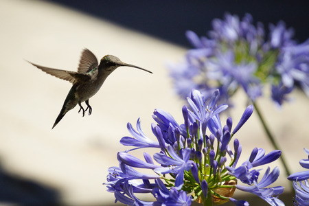 Hummingbirdの写真素材