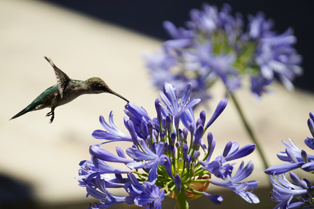 Hummingbirdの写真素材