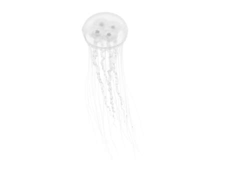 Jellyfish isolated on  background. 3d rendering - illustrationの写真素材