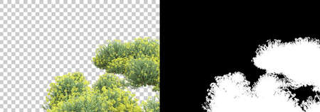 Field of wild flowers and grass isolated on white and black background for banners. 3d rendering - illustrationの写真素材