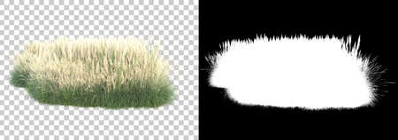 Wild grass with flowers isolated on transparent  background with mask. 3d rendering - illustrationの写真素材