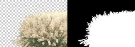Field of wild flowers and grass isolated on white and black background for banners. 3d rendering - illustrationの写真素材
