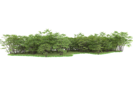 bamboo forest isolated on white background. 3d render image.の写真素材