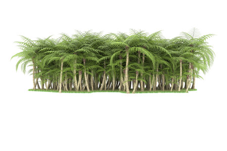 3d rendering of a fern bush isolated on white background.の写真素材