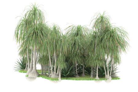 Palm trees isolated on white background. 3d render illustration.の写真素材