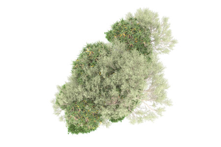 3d rendering of a cypress tree isolated on white studio backgroundの写真素材