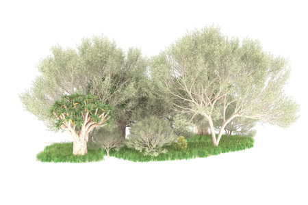 Olive trees isolated on white background. 3d illustration. High resolutionの写真素材