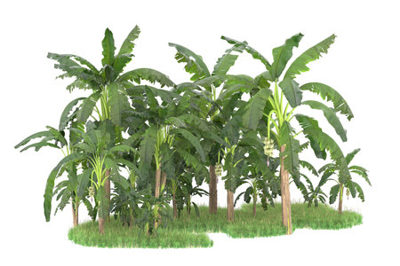 Tropical banana trees isolated on white background 3d illustration.の写真素材