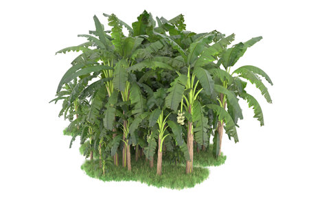 3D rendering of a banana tree isolated on white background with clipping pathの写真素材